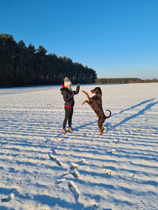 Szkolenia psów / konsultacje / trener / behawiorysta / zoopsycholog
