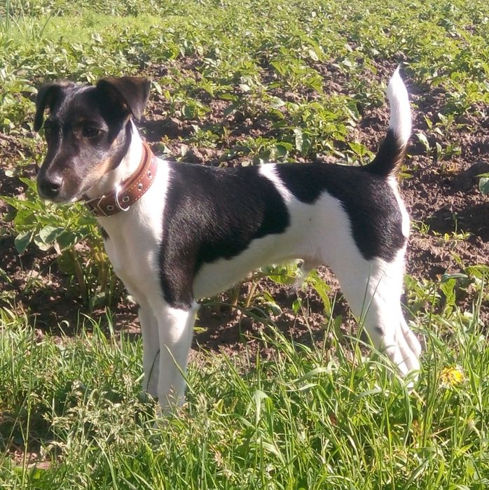 Вязка гладкошерстный фокстерьер