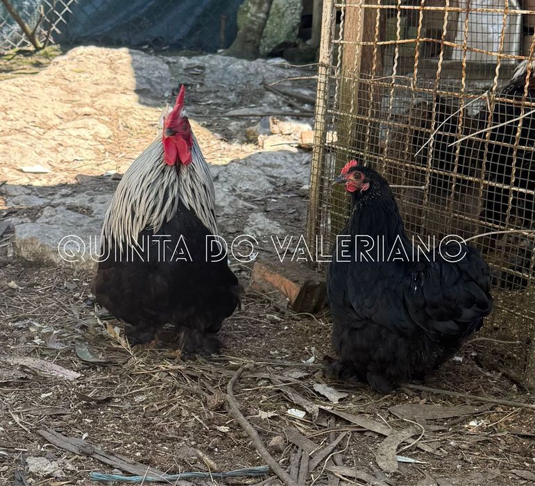 Ovos férteis e pintos de raça