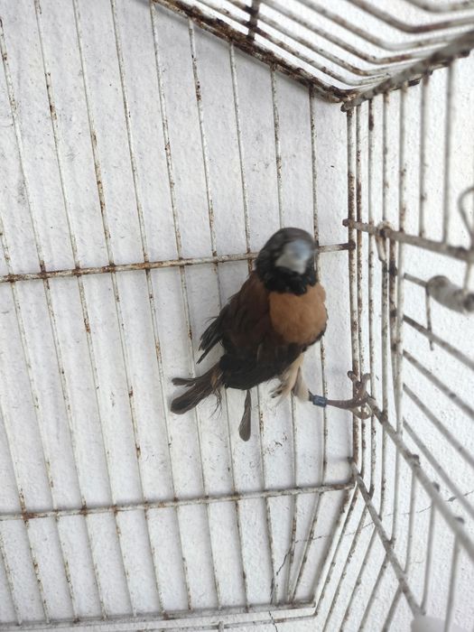 Exóticos disponíveis