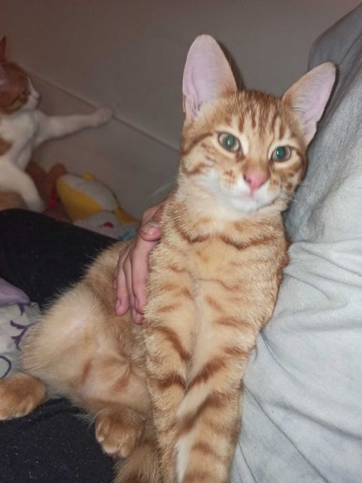 Котята, маленькие солнышки