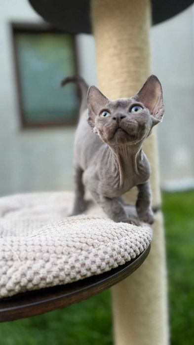 Devon rex koty zwierzęta