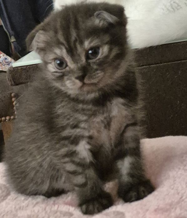 Scottish fold smoke femea