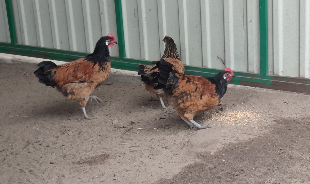 Пропоную півні Форверк