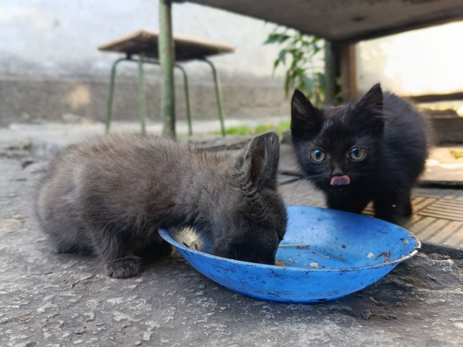 Котята бесплатно!