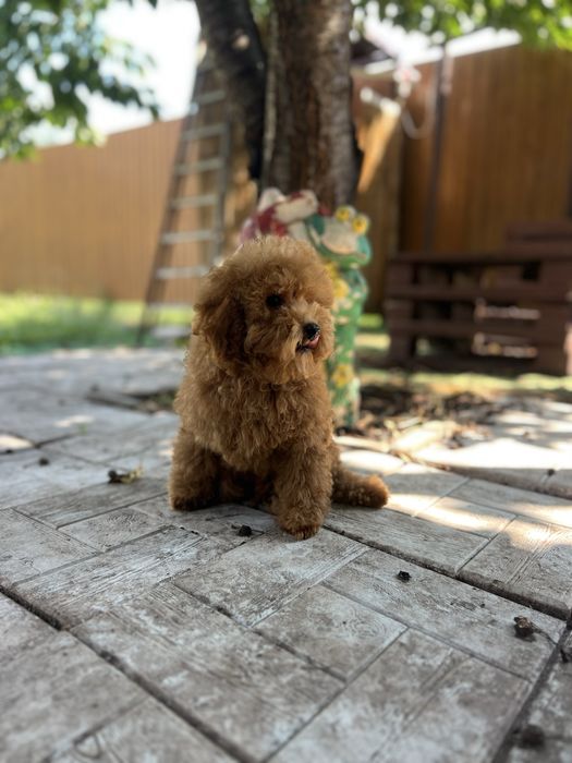 Маленький мальтіпу хлопчик Red Brown, 3,5 місяці