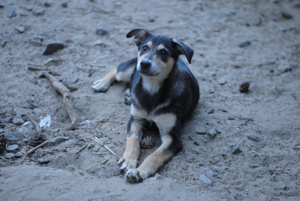 Різновікові цуцики в добрі руки