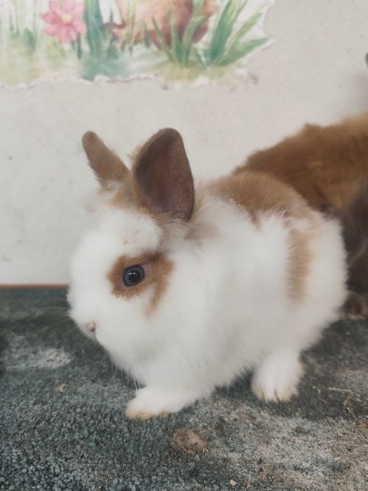 Coelhos Anões Mini Lionhead