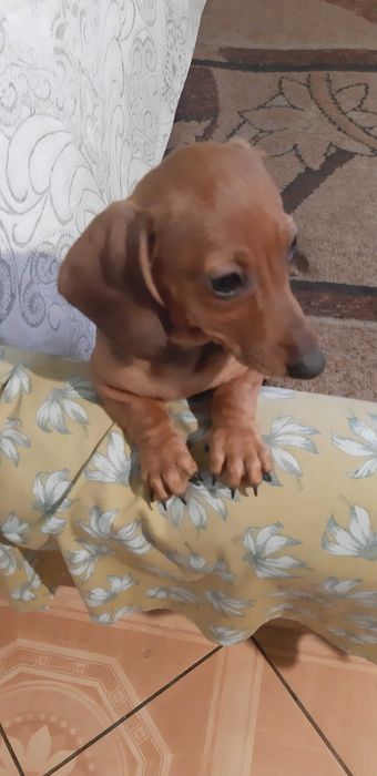 jamnik króliczy -miniatura Piesek Gucio