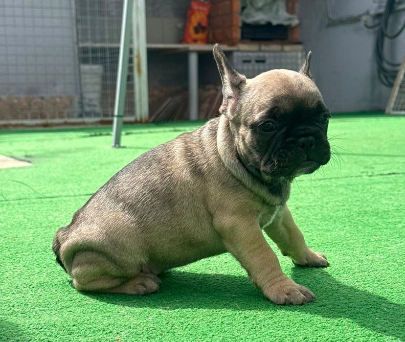 Bulldog francês fêmea sable