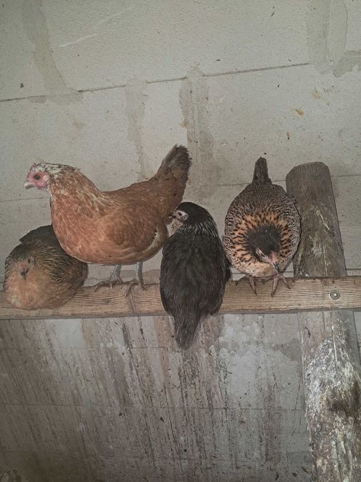 Sprzedam kury liliputy