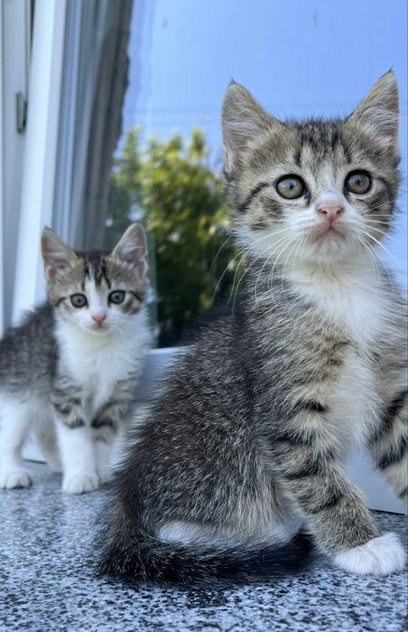 Подарую кошенят