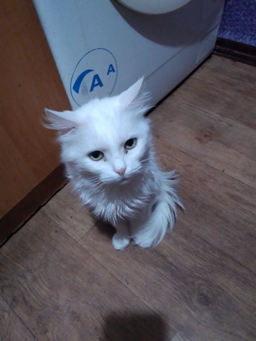 Отдам кошечек в хорошие руки