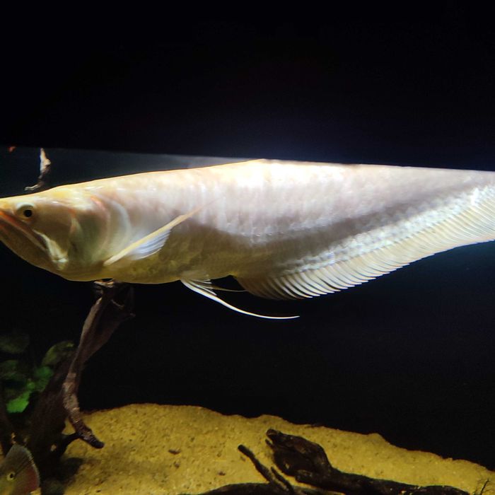 Arowana srebrna albino 40-50 cm