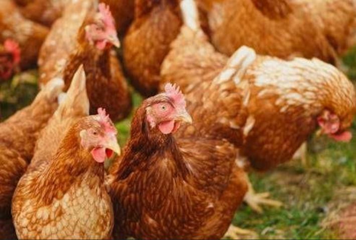 Кури несучки Легорн та Ломан Браун річні червоні білі з птахофабрики