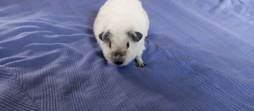 Морские свинки девочки  Калифорния из питомника