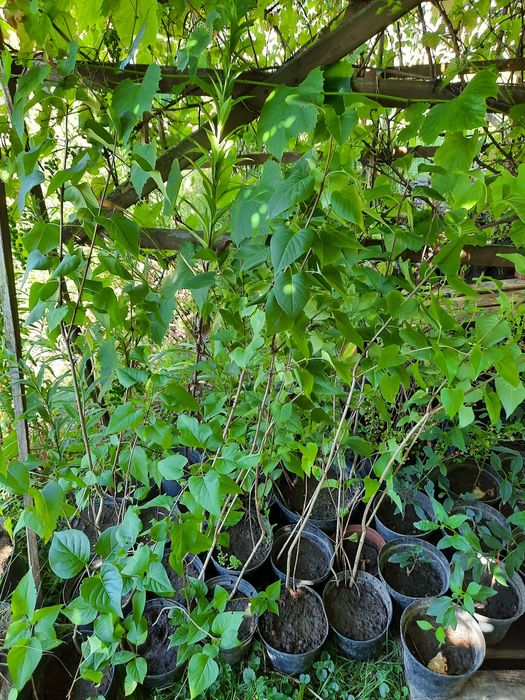 Nadwyżki z ogrodu byliny trawy krzewy drzewa