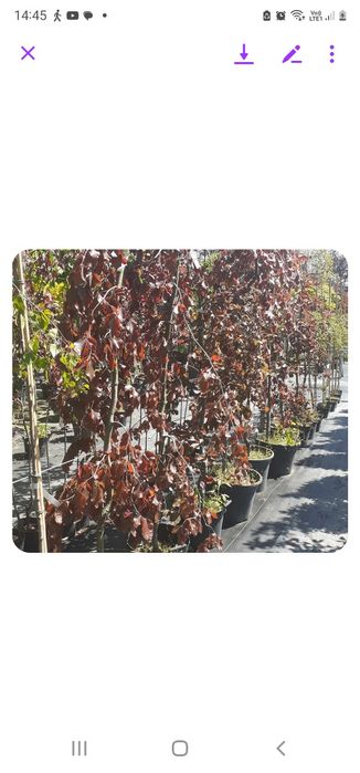 Grab, Klon, Wiśnia  DRZEWA ALEJOWE Szkółka WEBER Kicin