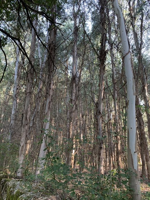 Vendo madeira em pé, bons acessos!