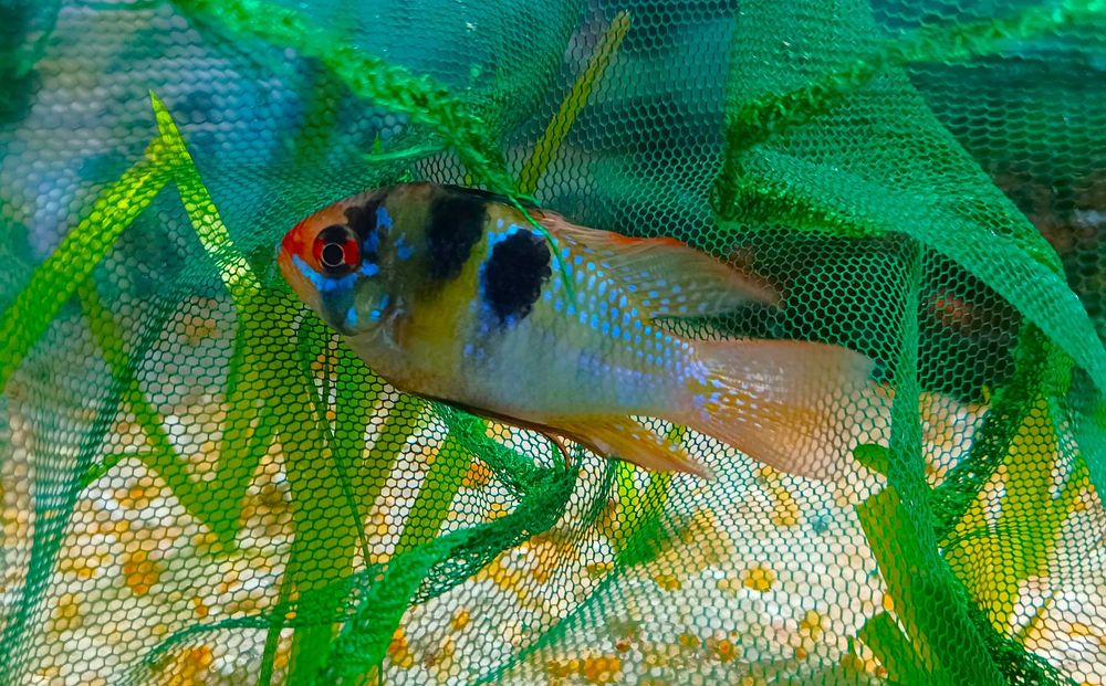 Mikrogeophagus Ramirezi German Blue Macho XL (Fotos Reais)
