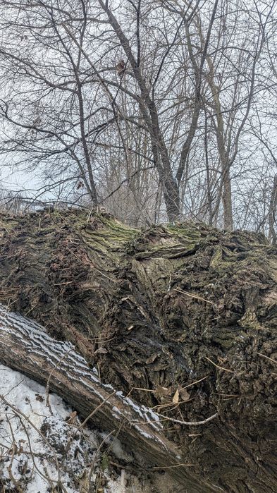 Каповый Тополь дерево