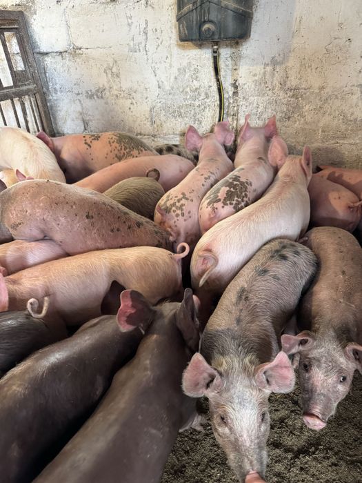 Продам поросят мʼясної породи