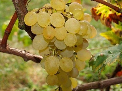 Sadzonki Winogrona 2,5 letnie 50 cm Owocujące Deserowe i na Wino!