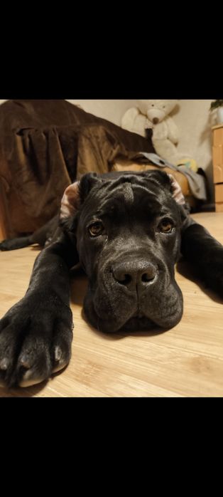 кане корсо 8 документами