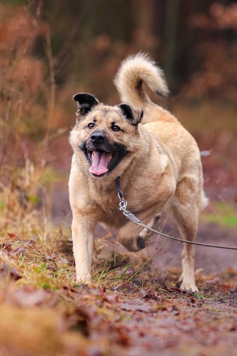 May , cudowny molos do adopcji