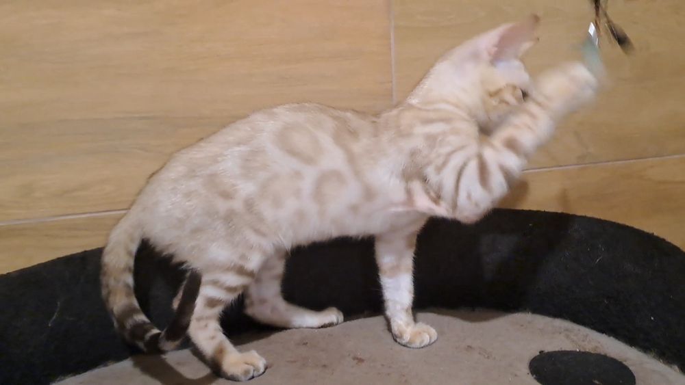 Бенгальский кот снежный