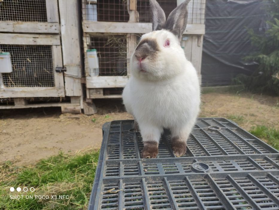 Kalifornijski samiec