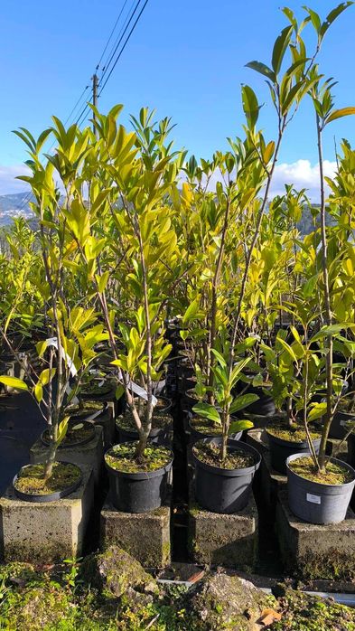 Laurus para vedação