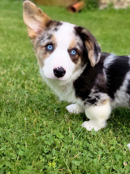 Welsh Corgi Cardigan Marty ( fluffy )