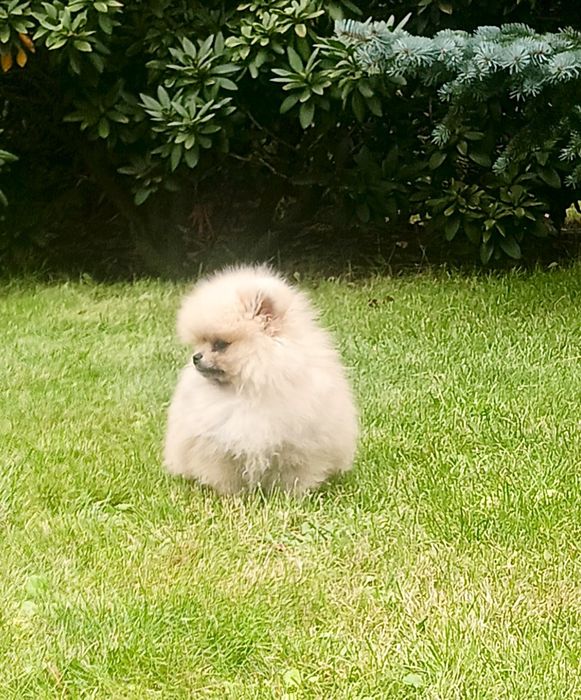 Pomeranian sliczny misiu xs