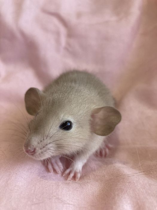 Крысёныш дамбо .