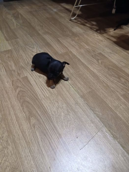 Fêmea Chihuahua muito pequena