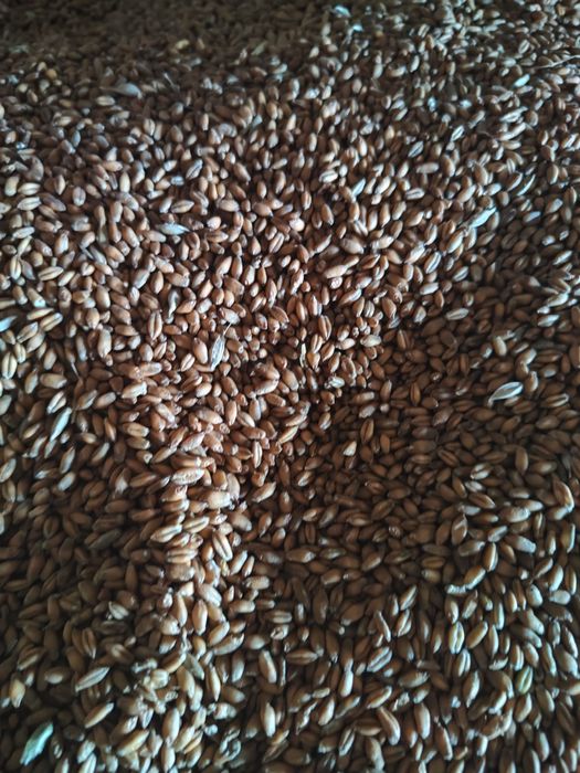 Zboże pszenica jęczmień pszenżyto owies ozimy Snowbird