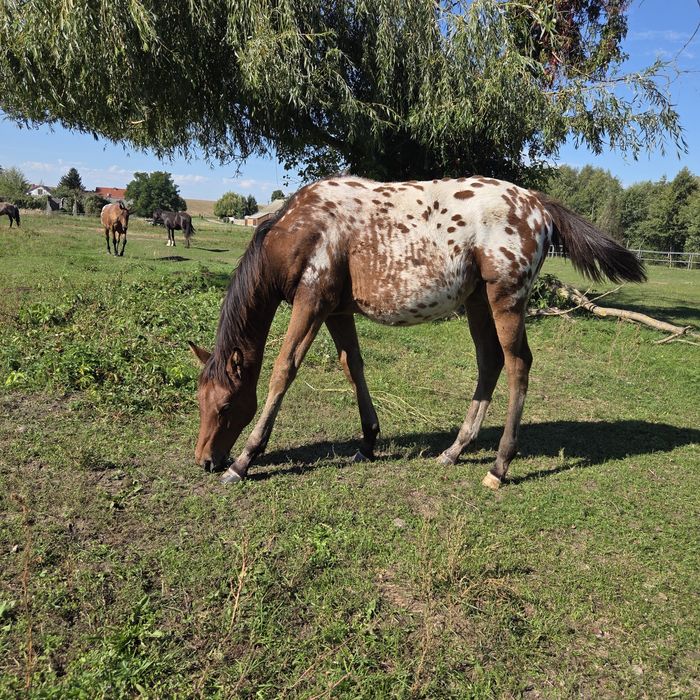 Klaczka malopolska odsadek