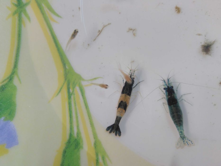 Camarões Blue Dream