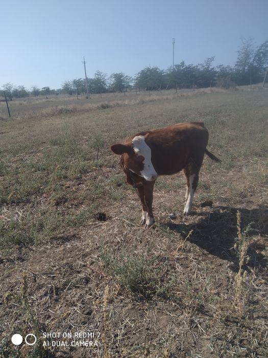 Продам тьолочку февраьская