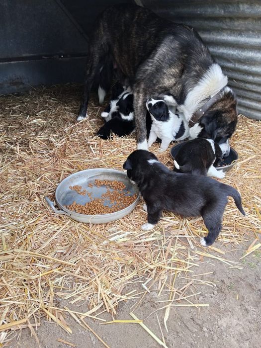 Rafeiros alentejanos