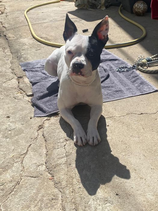 Dogwalking e treinos básicos