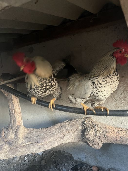 Par de galos/ granizos wyandotte