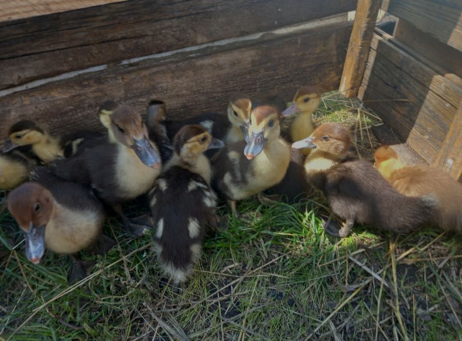 Продаю гусей та індокачок ( під замовлення)