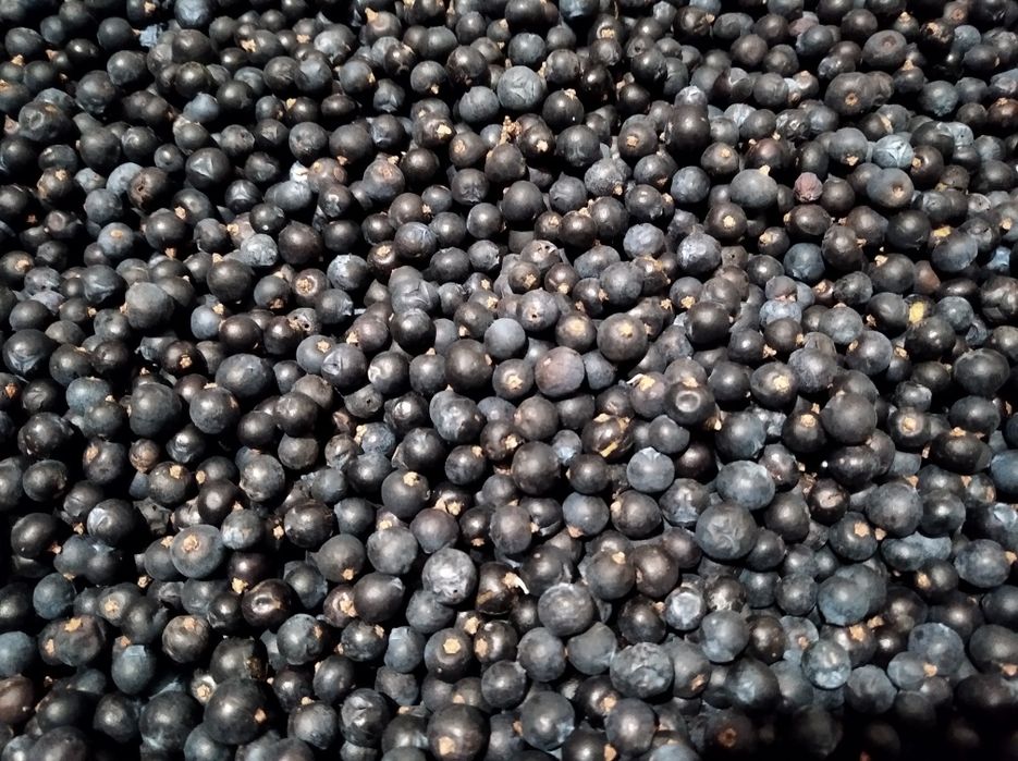 Продам ягоди ялівцю