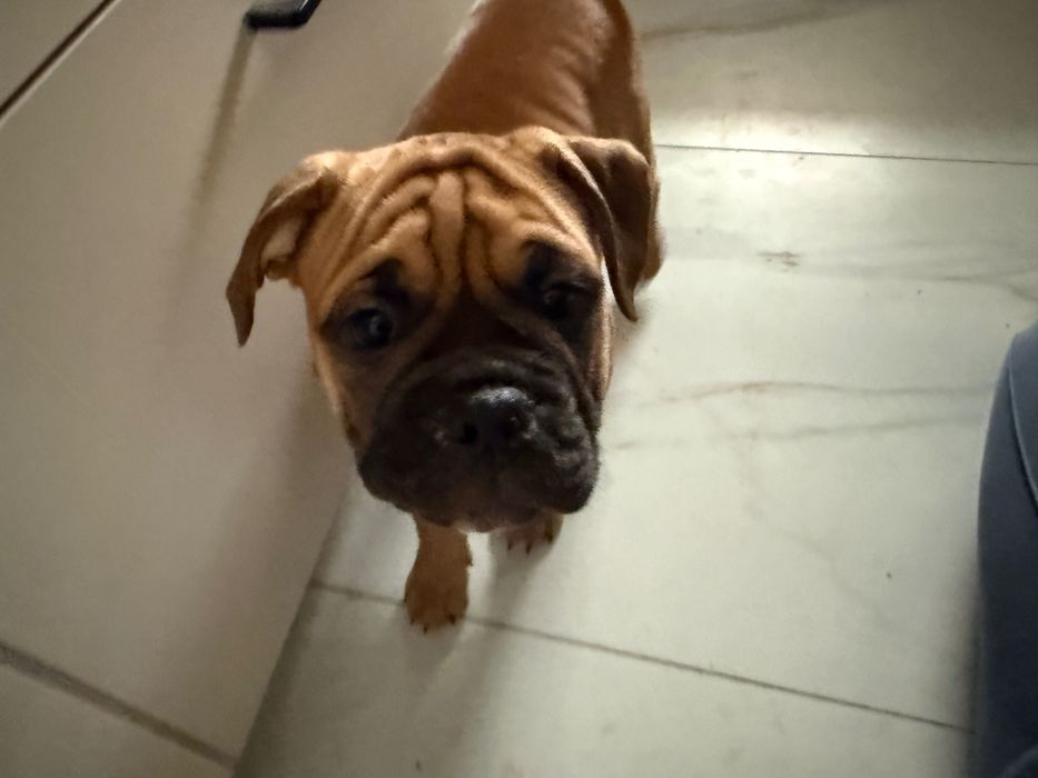 Buldog Kontynentalny