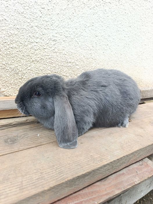 Кролики французький баран