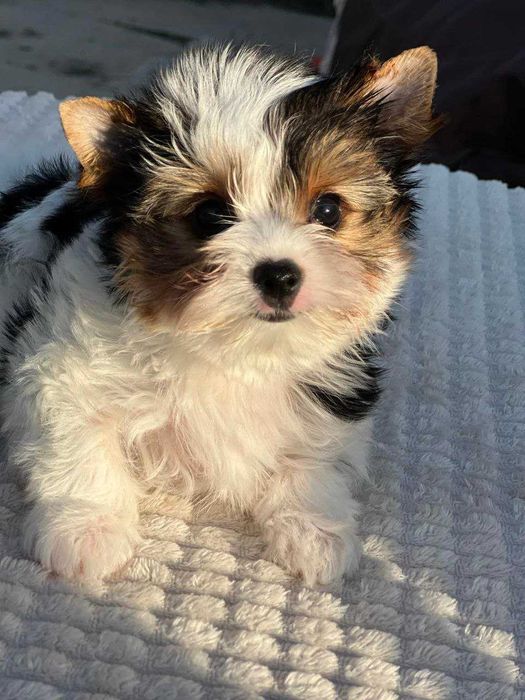 Бівер-йоркширський тер'єр классу міні