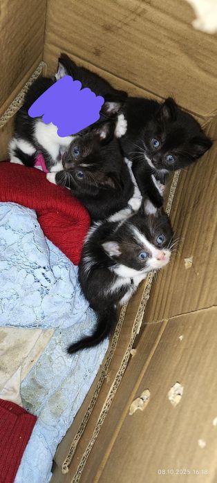 Котята в добрі руки