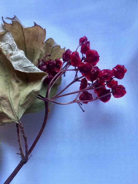 Suszone gałązki do dekoracji